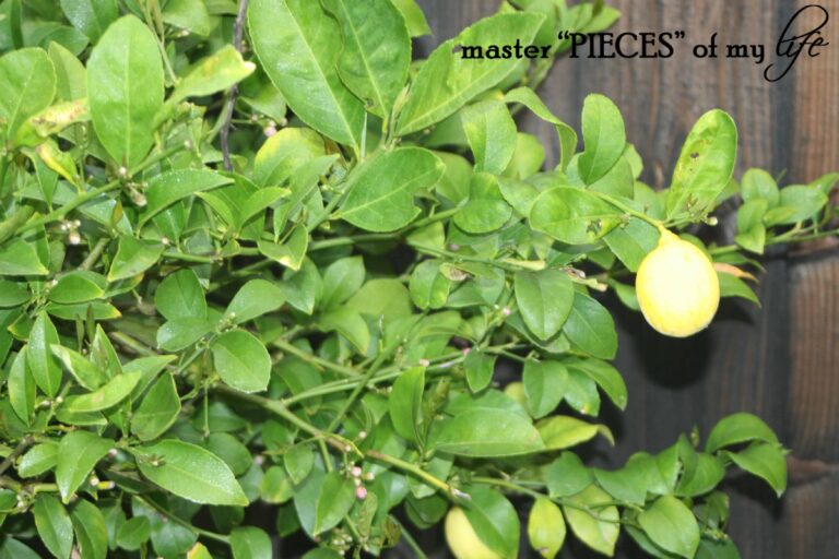 on the menu ~ lemons