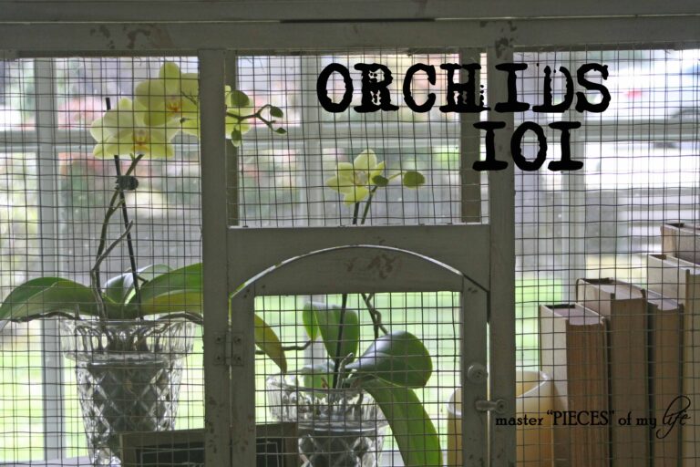 Orchids 101