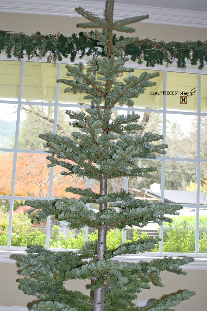 Christmas tree tradition3