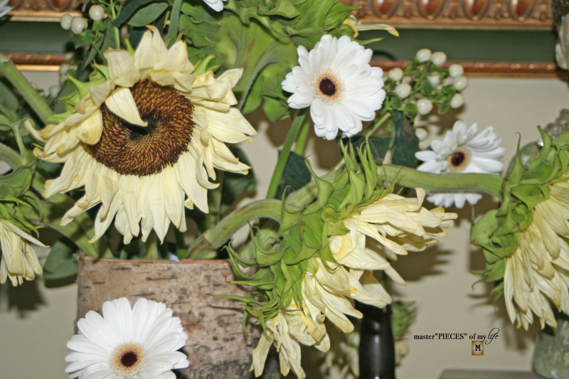 white sunflowers