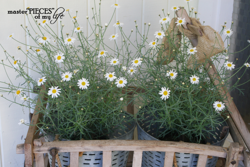 Container gardening 2020 1