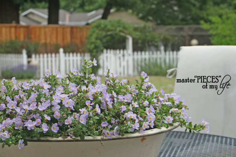 Container gardening 2020 5