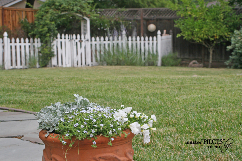 Container gardening 2020 9