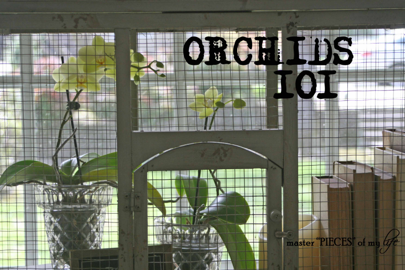 orchids 101