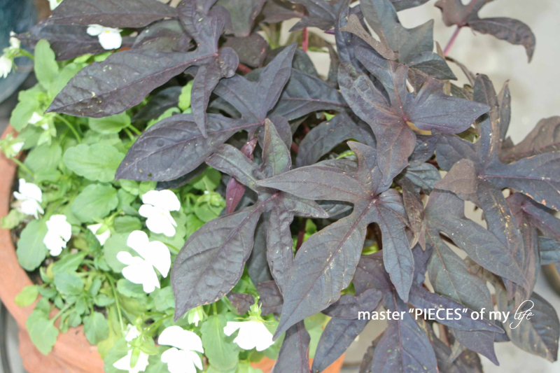 Fall container gardening5