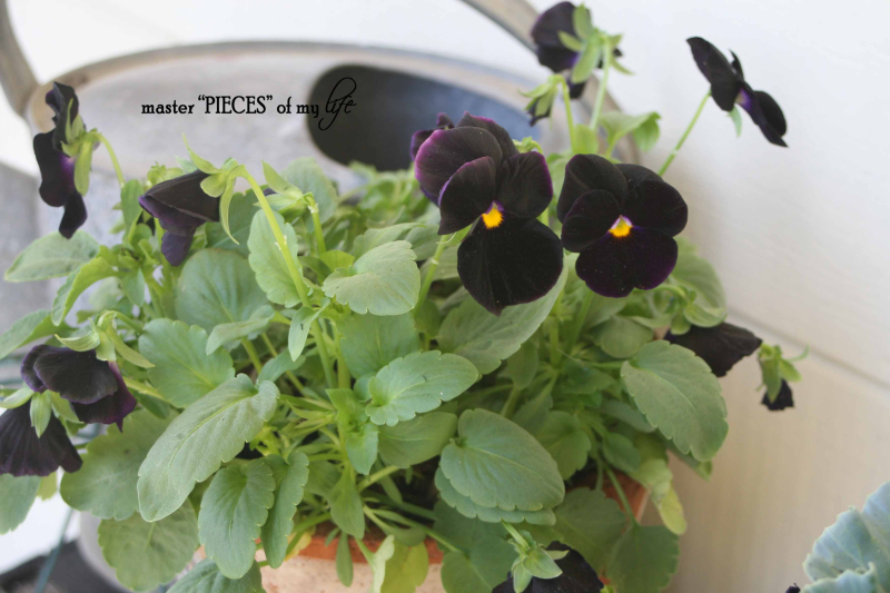 Fall container gardening7