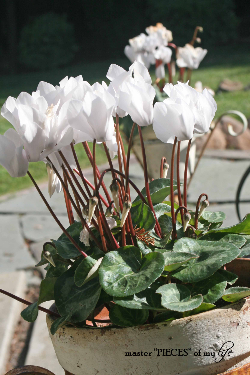 Fall container gardening9