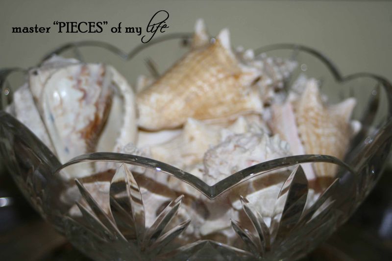 Seashells 3