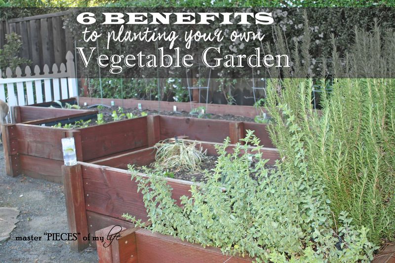 Veggie garden1