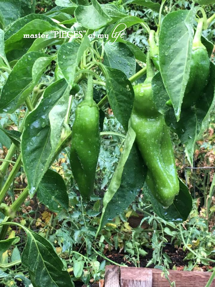 Green peppers6