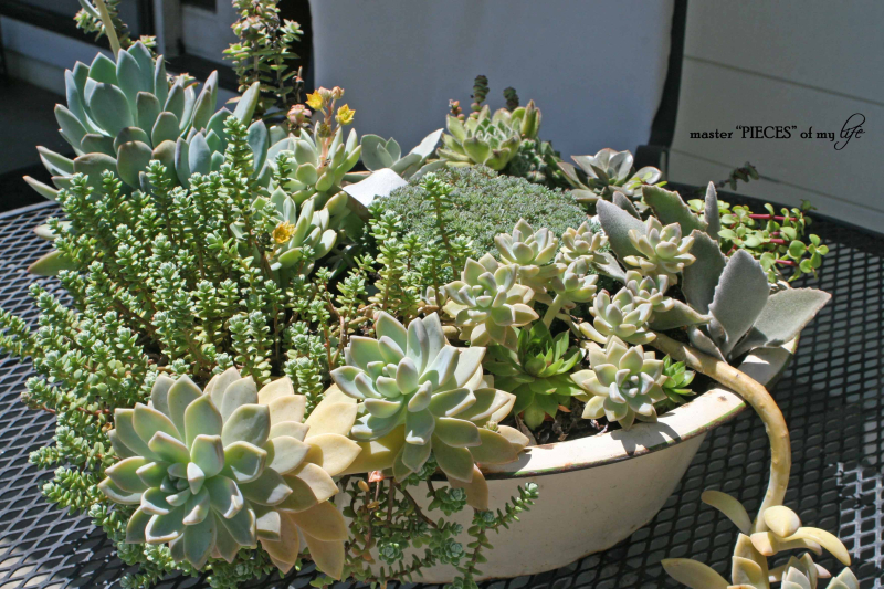 Containergardening2017 3