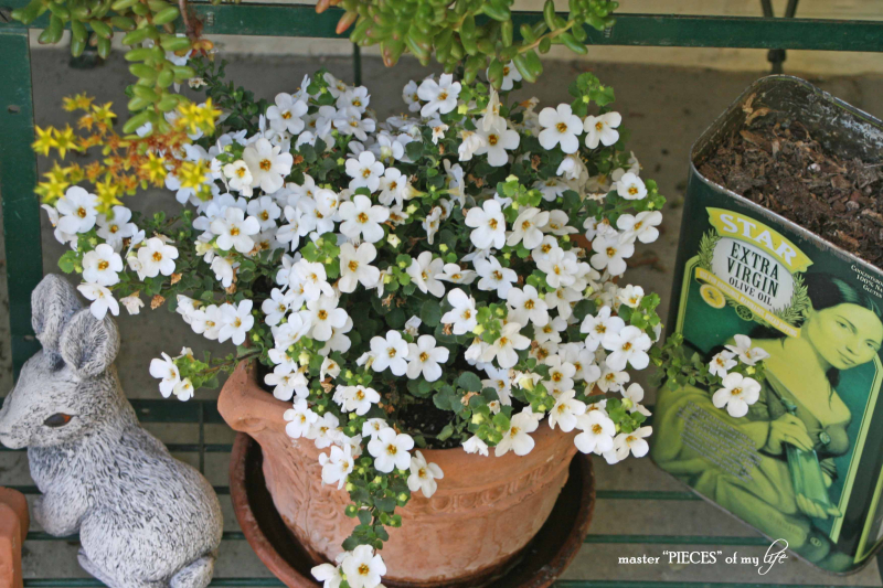 Containergardening2017 4