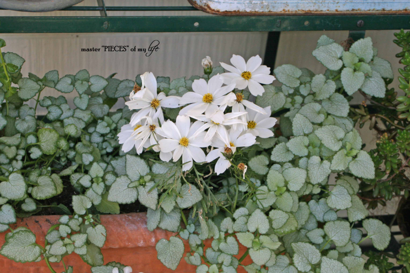 Containergardening2017 6