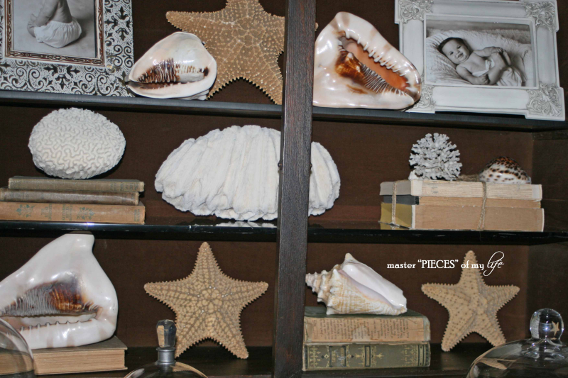 Secretary seashells 2