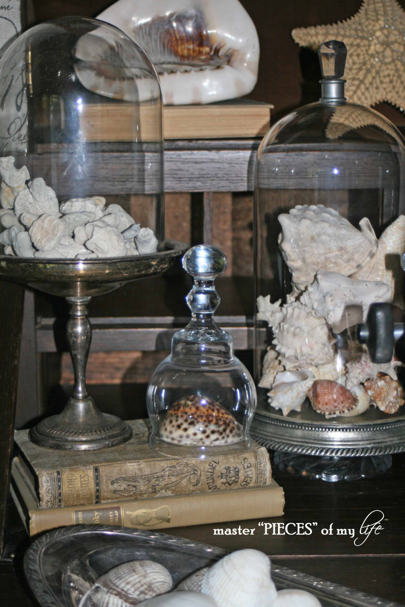 Secretary seashells 5