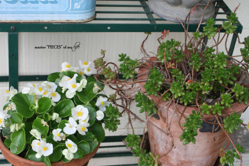 Container gardening 4 Container gardening 4