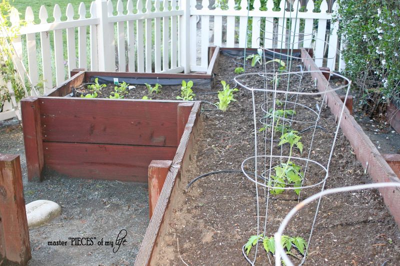 benefits to vegetable garden