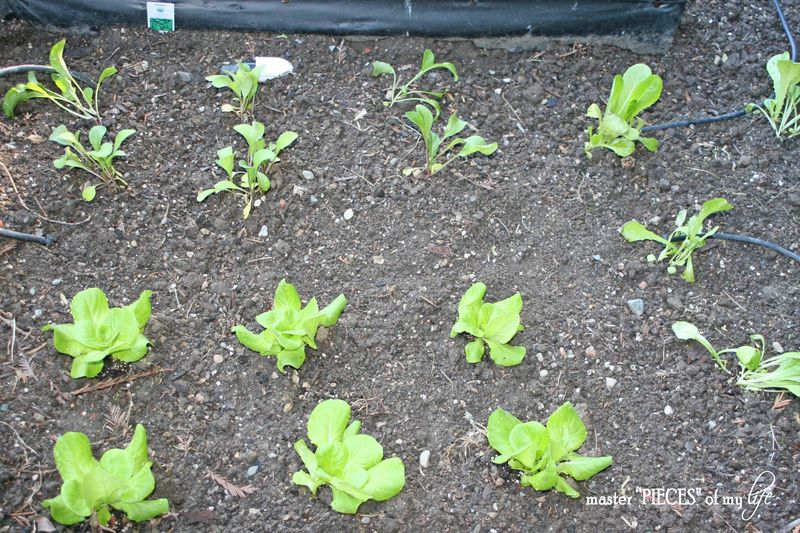 benefits to vegetable garden