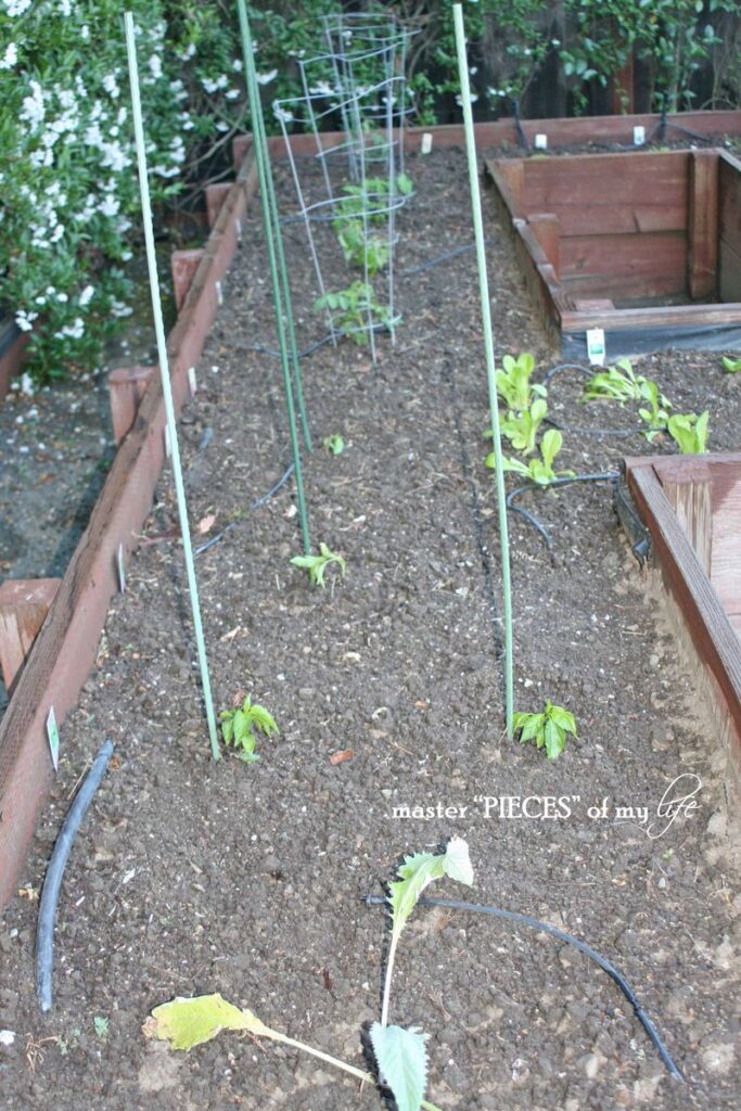benefits to vegetable garden
