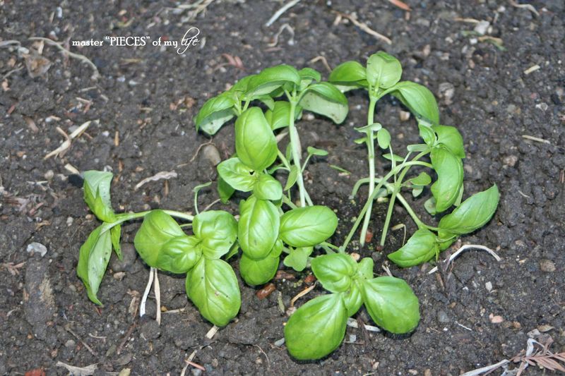 benefits to vegetable garden