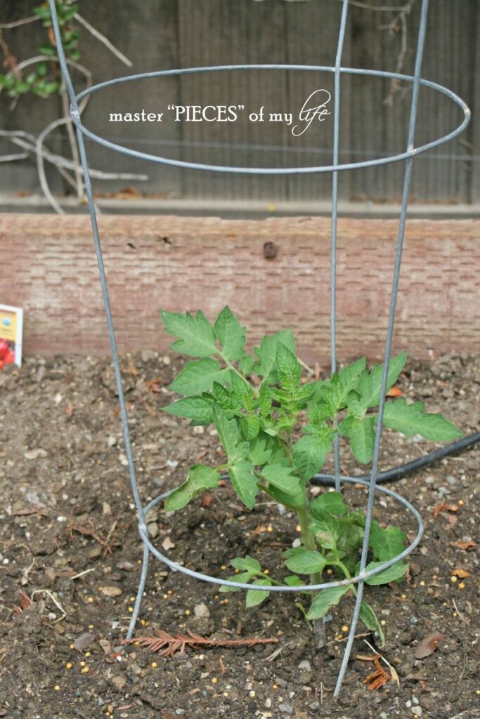 benefits to vegetable garden