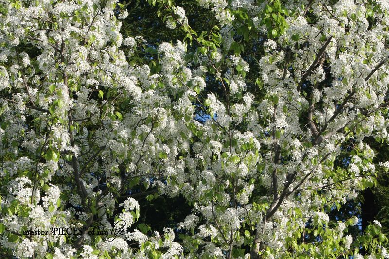 Spring has sprung 2 Spring has sprung 2