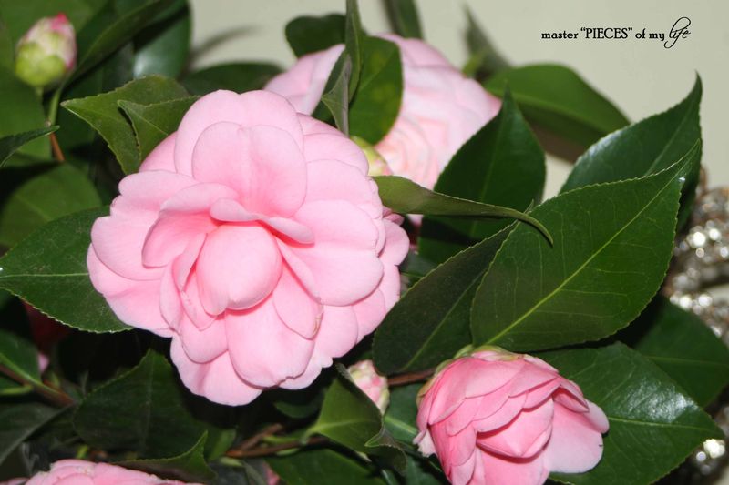 Spring has sprung 6 Spring has sprung 6