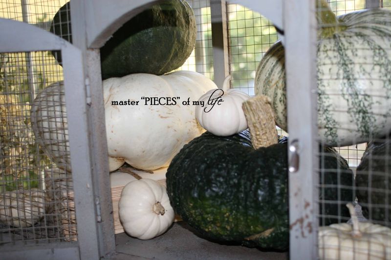 Pumpkin birdcage 4 Pumpkin birdcage 4