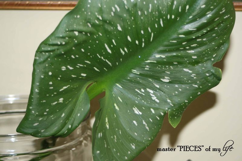 Cutting garden 9 Cutting garden 9