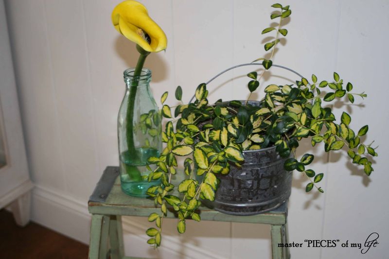 Cutting garden 13 Cutting garden 13