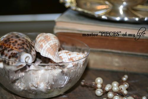 Seashells 5