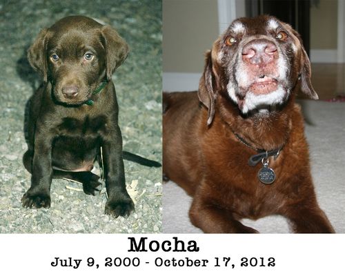 Mocha RIP