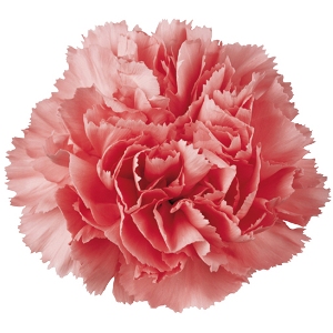 Carnation