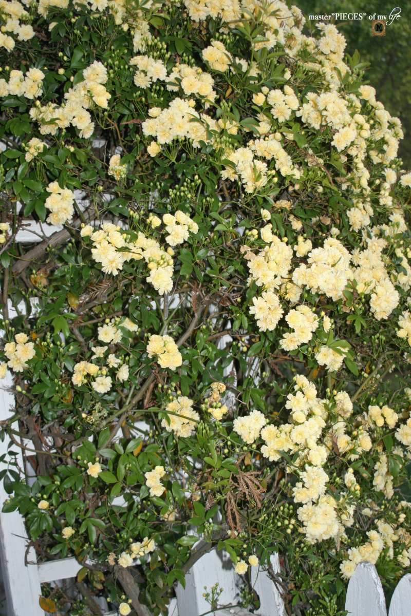 7 happenings spring garden2