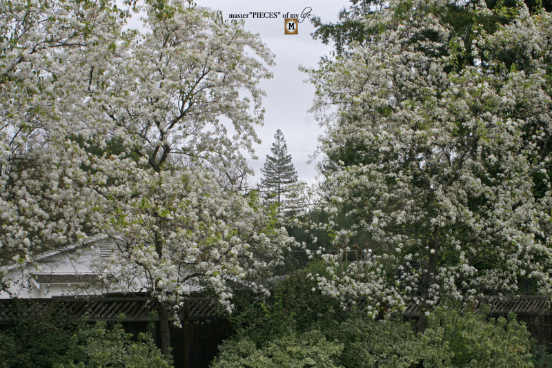 Things to do sping has sprung4