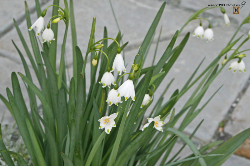 Things to do sping has sprung5