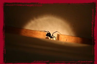 along came a spider…