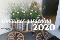 Container gardening 2020