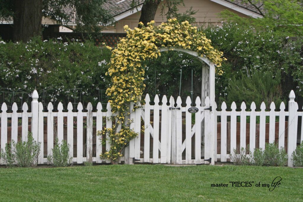 vegetable garden update