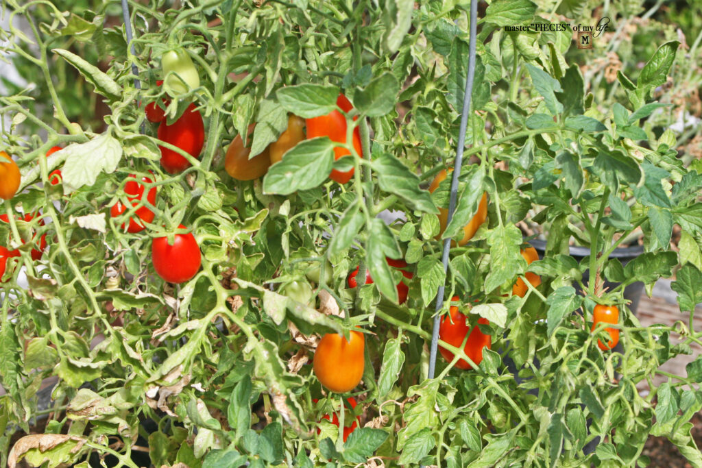 vegetable garden update