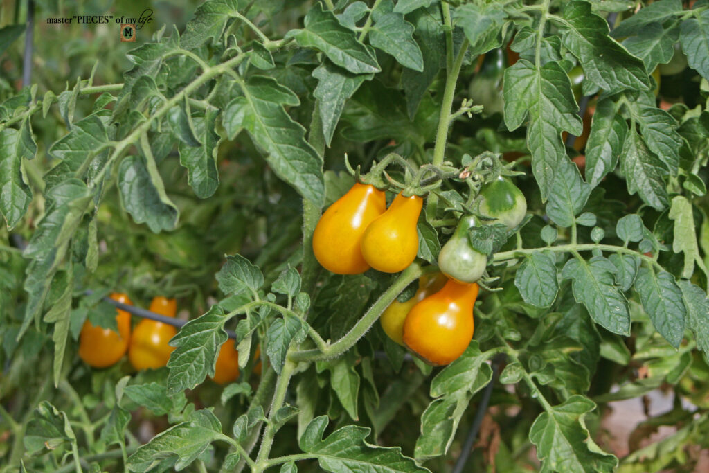 vegetable garden update