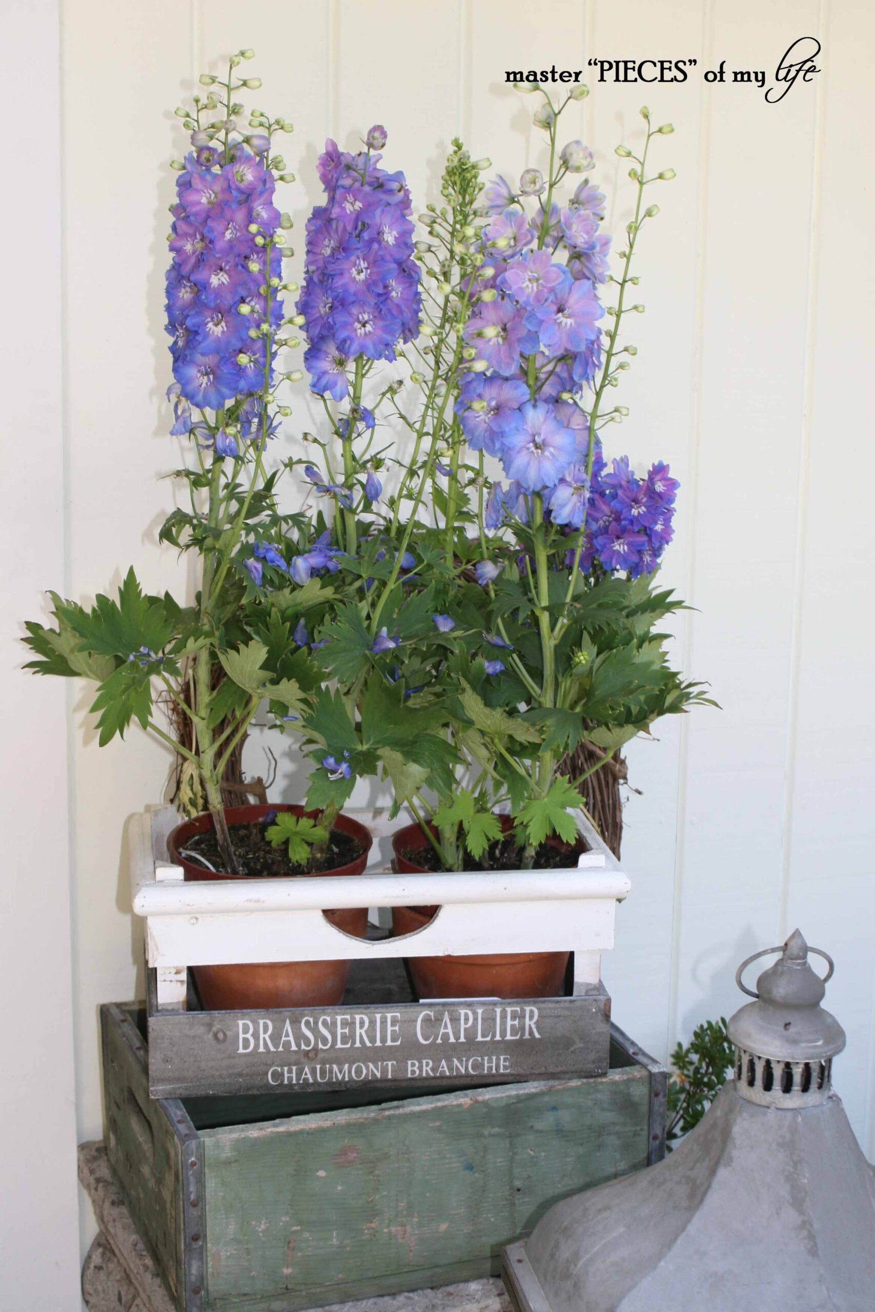 container gardening delphinums in French crate 