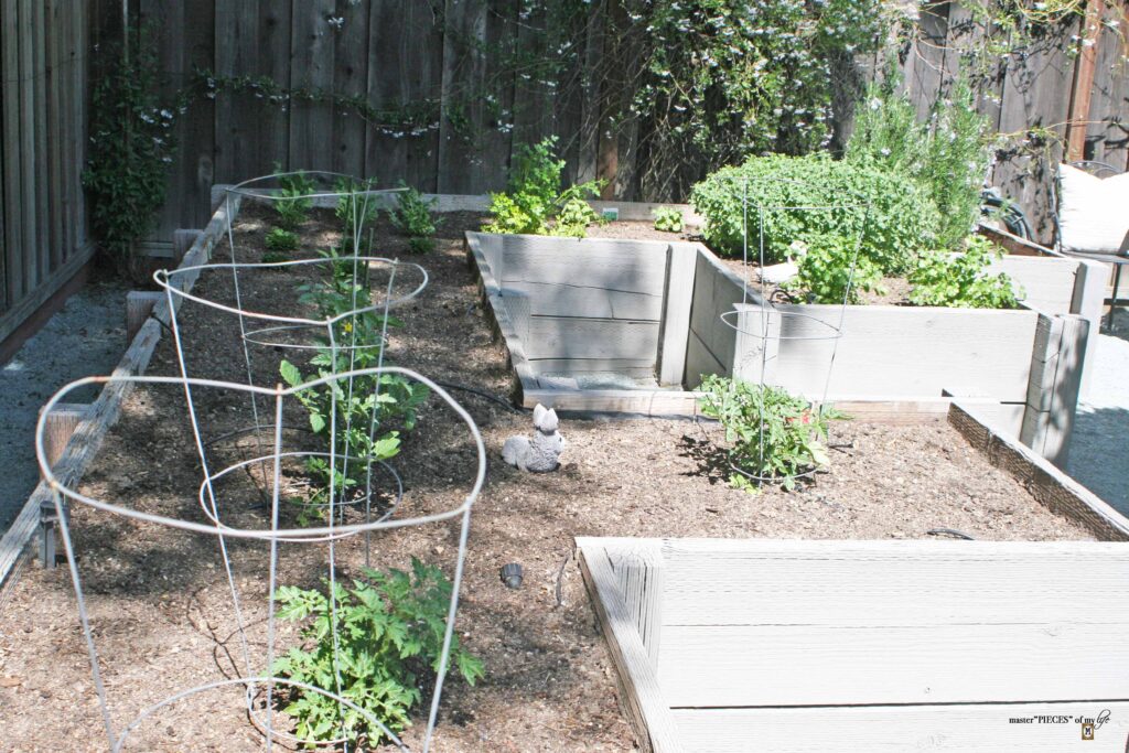vegetable garden