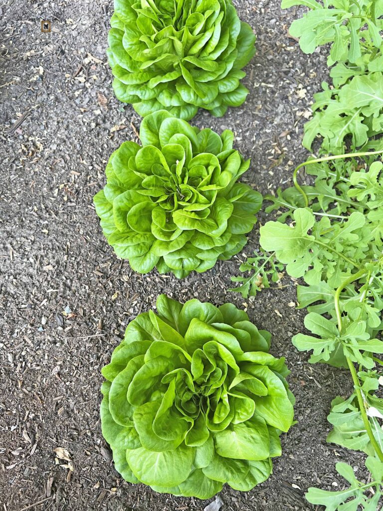 growing lettuce