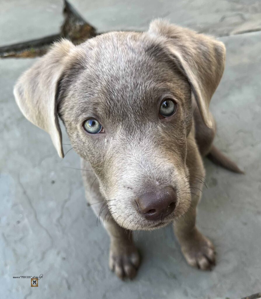 silver Labrador
