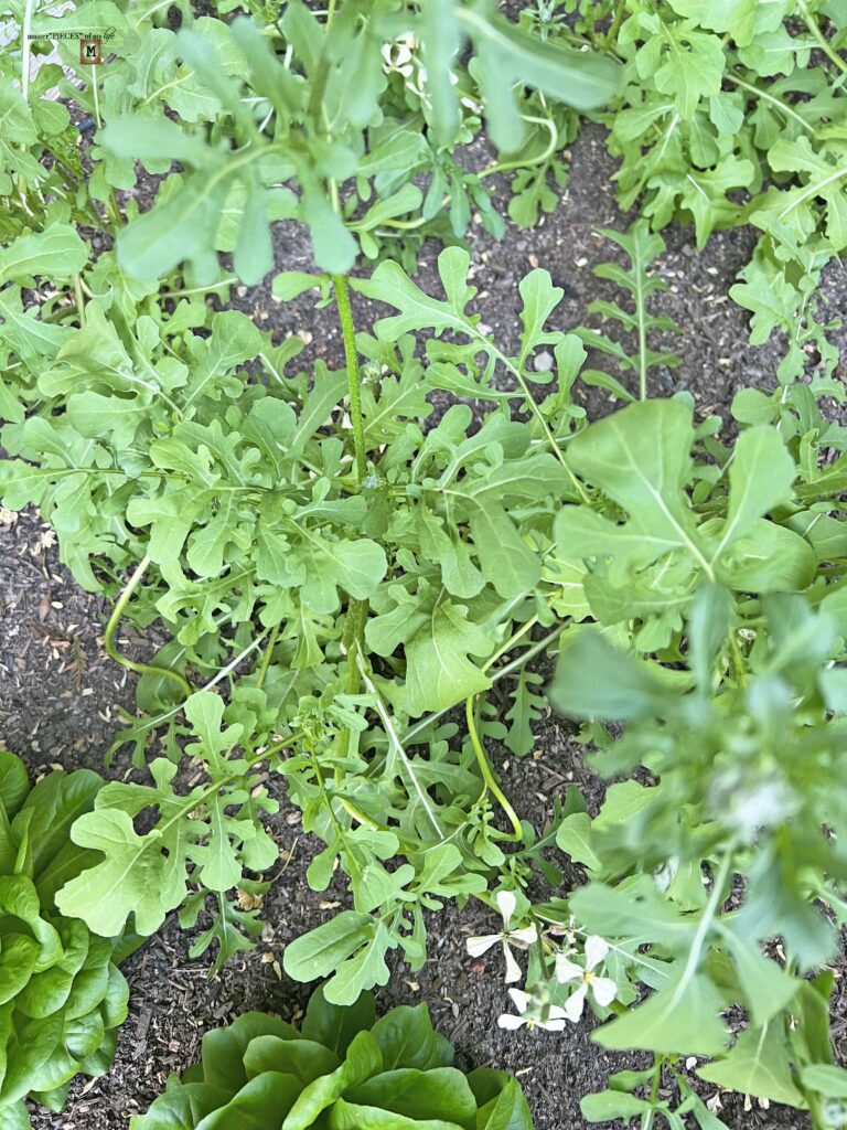 arugula