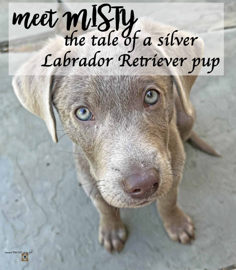 Meet Misty – the Tale of a Silver Labrador Retriever pup