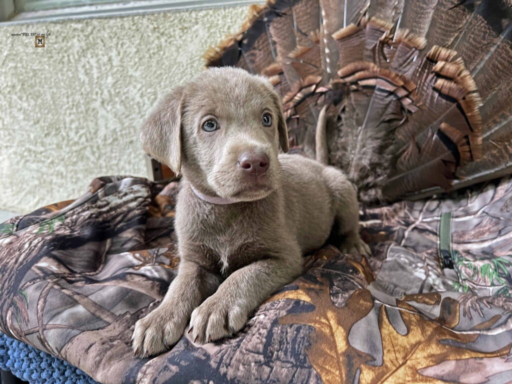 silver Labrador Retriever