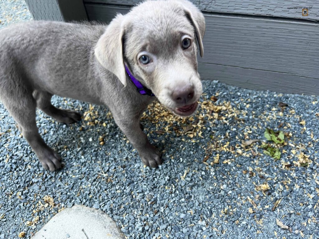 silver Labrador Retriever