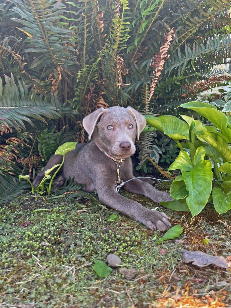 silver Labrador Retriever